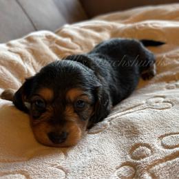 Pink - Black and tan female Dachshund puppy in Jonesboro, Illinois from Twin Hills Dachshunds