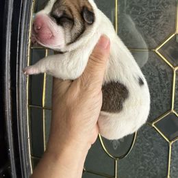 Dorothy - White female Chinese Shar-Pei puppy in North Carolina from Amy Mahaffey's Chinese Shar-Pei