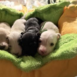 Dachshund Puppies from Libby’s Legacy Doxies LLC