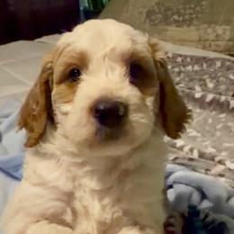 Coco - Apricot male Goldendoodle puppy in Orlando, Florida from Island Doodle Co. - Goldendoodles Raised with Love