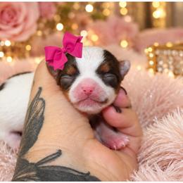 Cherie - Chocolate, tan and white female Yorkshire Terrier puppy in Warren, Michigan from Danielle's Yorkie Babies