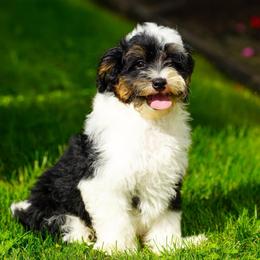 Elliot - Tri-color male Bernedoodle puppy in Dundee, Ohio from Down Home Doodle