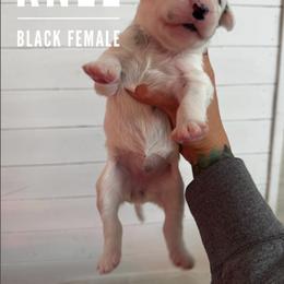 Knee - White and liver brown female Dalmatian puppy in Stanchfield, Minnesota from Darling Dalmatians