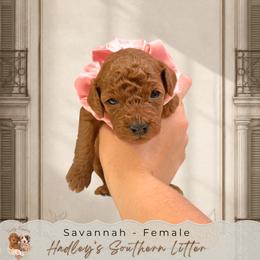 Savannah - Red  female Goldendoodle puppy in Norcross, Georgia from Teddy Puppies
