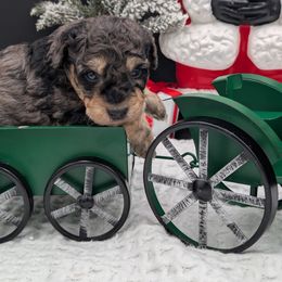 Jingle bells - Merle female Cavapoo puppy in Austin, Texas from Doodles of Central Texas