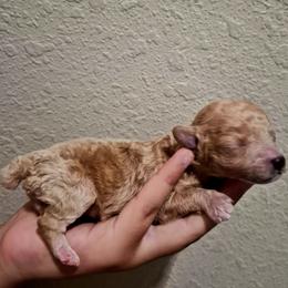 Poodle puppies from Fabi Poodle