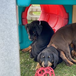 Doberman Pinscher Puppies from Jensen Dobermans