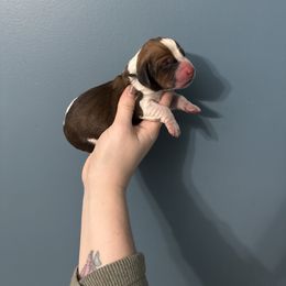 Hagred - Mahogany and white male Basset Hound puppy in Leroy, Michigan from Iron Sentry Farms