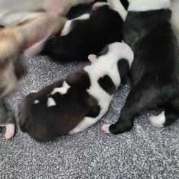 French Bulldog Puppies from Legends Frenchton's and French Bulldogs