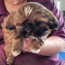 Julian - Red male Shih Tzu puppy in Parma, Ohio from D's DeVine Shih-Tzu