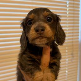 Blue And Cream Male - Blue and cream male Dachshund puppy in Horizon City, Texas from Willipaws