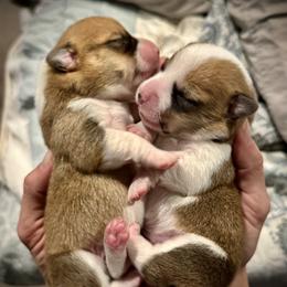 Pembroke Welsh Corgi Puppies from Pembroke Welsh Corgis at Belle Haven