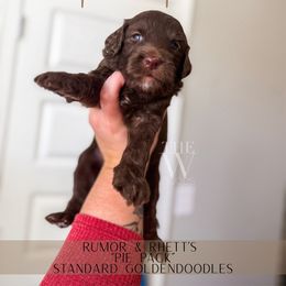 Pecan Pie - Chocolate male Goldendoodle puppy in Soddy Daisy, Tennessee from The W Doods