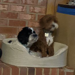 Australian Labradoodle Puppies from Llewellyn's Grove Labradoodles