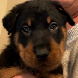 Pink Collar - Black and rust female Beauceron puppy in Floyd’s Knobs, Indiana from Birdwing Beaucerons