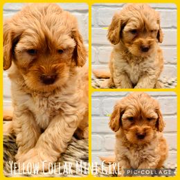 Yellow Collar Girl - Apricot female Goldendoodle puppy in San Augustine, Texas from Vintage Doodles