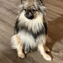 Scarlet - Pomeranian