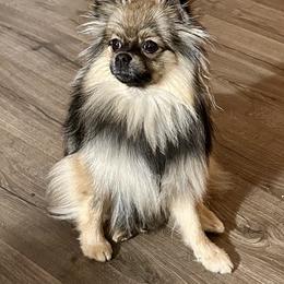 Scarlet - Pomeranian