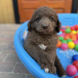 Saint Berdoodle Puppies from Gentle Giant Saint Berdoodles
