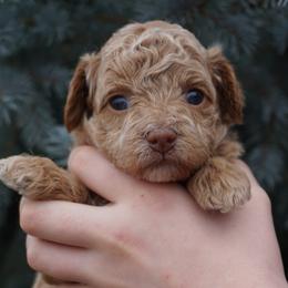 Carmel - Apricot female Poodle puppy in Caldwell, Idaho from Treasure Valley Poodles