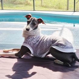 Kiwi - Italian Greyhound