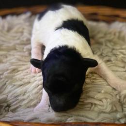 Akc - Boy - Toy Poodle - Parti male Poodle puppy in Fort Worth, Texas from Ashley Ross Toy Poodles (AKC)
