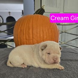 Cream Girl - Cream female Chinese Shar-Pei puppy in Blossvale, New York from CNY Shar Peis