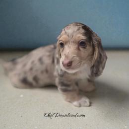 Spot - Chocolate and cream male Dachshund puppy in Oklahoma City, Oklahoma from OkieDoxieland Dachshunds