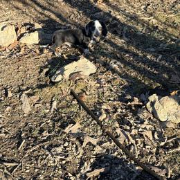 Buckwheat - Piebald male Dachshund puppy in Crossville, Tennessee from Golden Critter Farm
