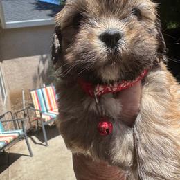 Sammy AKC boy 2 red collar - Cream male Lhasa Apso puppy in Chico, California from Lhasa Apsos of northern Ca . Biewer terriers of northern California