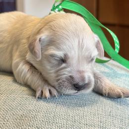 Miss Forrest Green - Light golden female Golden Retriever puppy in Patterson, California from Trusted Valley Retrievers
