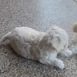Maltipoos from Adorable Maltipoo Puppies