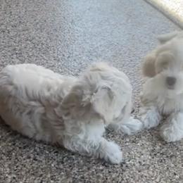 Maltipoos from Adorable Maltipoo Puppies