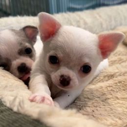 Lumi - White female Chihuahua puppy in Saint Johns, Florida from Acme Chihuahuas (Cheeky Chis)