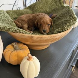 Ms Purple - Red female Cavapoo puppy in Nampa,, Idaho from Clig Doodle Days