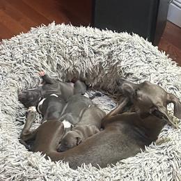Italian Greyhound Puppies from Fisher Link