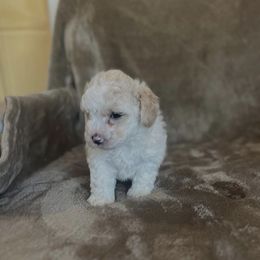 Tubs - Sable and white male Siberian Husky puppy in Hollyberry, Georgia from Shani's Luxury Pups