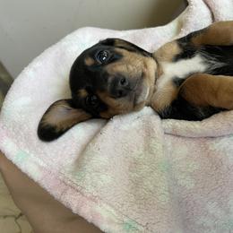 Dachshund Puppies from Lucky 11 Ranch