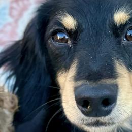 Max - Dachshund