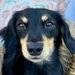 Max - Dachshund