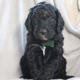 Dasher - Black male Goldendoodle puppy in Howard City, Michigan from Doodles and Chaos