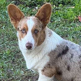 Cardigan Welsh Corgi puppies from Red White & Bluie Corgi