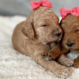 Poodles from Tri-Cities Royalty Poodles
