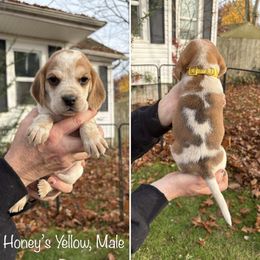 Honeys Yellow Collar - Black tan and redtick male Beagle puppy in Brothers, Oregon from Beagles on the Run