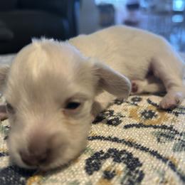Dolores - Cream female Dachshund puppy in Sebring, Florida from Mini Weenies