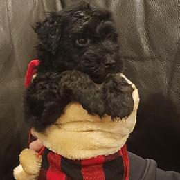 Cole - Mini Whoodle F2 - Black male Whoodle puppy in Tomball, Texas from Texas Puppy Dreams LLC dba Whoodles and Co.