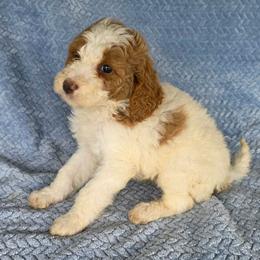 Buttons - Red male Irish Doodle puppy in Bonifay, Florida from Heavenly Poodles