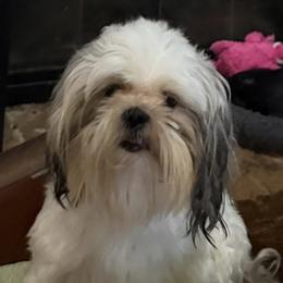 Zorro - Shih Tzu