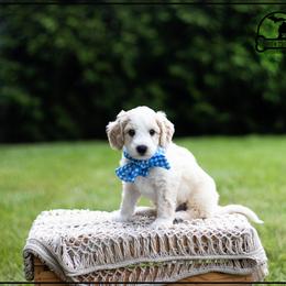 Australian Labradoodle Puppies from South Mitten Labradoodles