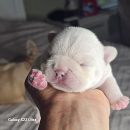French Bulldog Puppies from Moss Frenchie's Home